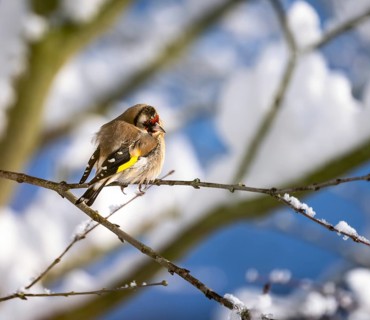Closeup of an European goldfinch sitting on the branch of a snow covered tree
