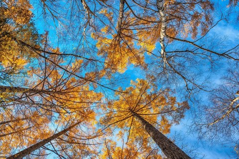 Looking up the pine trees in autumn forest with yellow and red leaves foliage