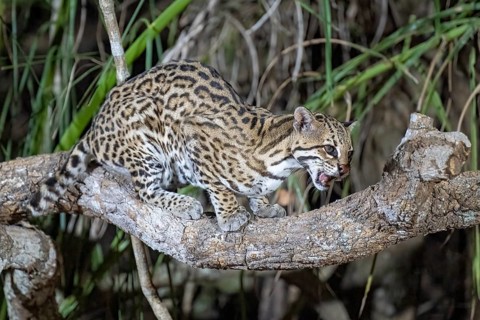 Ocelot (Leopardus pardalis), at night, sitting on a branch, Pantanal, inland, wetland, UNESCO