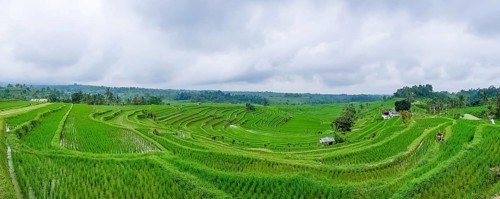 Panorama view on rice terraces Jatiluwih, Bali, Indonesia, Asia