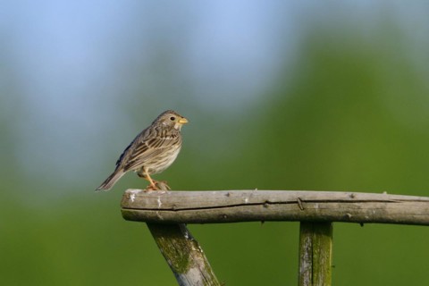 Male Corn bunting singing in the morning sun. Corn bunting on a perch