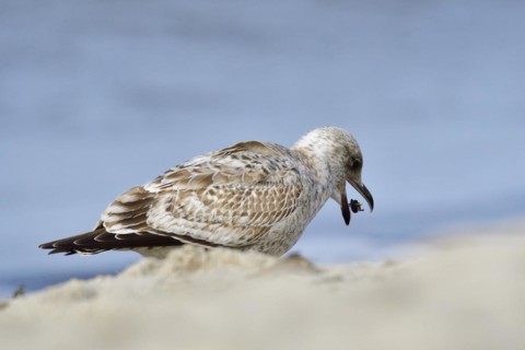 Juvenile herring gull foraging. portrait from a European herring gull