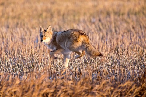 Coyote in Stubble field in Saskatchewan Canada