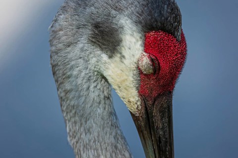 A Sandhill crane catches a nap in Florida, USA, North America