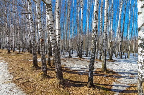 Birch grove on a sunny day in March
