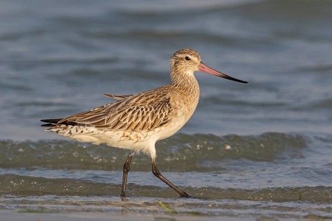 Bar-tailed godwit, (Limosa lapponica), foraging, waters, biotope, animals, birds, snipe, Barr Al