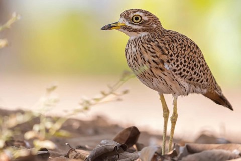Animals, Birds, Cape Stone Curlew, (Burhinus capensis), Biotope, Habitat, Foraging, Al Baleed