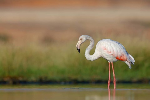 Pink flamingo, (Phoenicopterus ruber), Phoenicopterus roseus, animals, birds, flamingo, biotope,