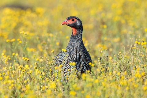 Red-throated francolin, (Francolinus afer), animals, birds, pheasant family, Addo Elephant National