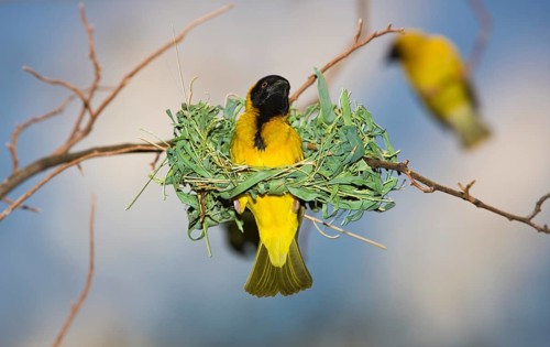 Yolk weaver, Textor vitellinus, Ploceus vitellinus, Tanzania, Serengeti National Park, Africa