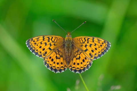 Meadowsweet Pearl-bordered Fritillary, Meadowsweet Pearl-bordered Fritillary, Violet Silver