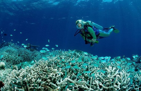 Diver at coral reef with coral fish, Chromis viridis, Maldives, Indian Ocean, Meemu Atoll, Asia