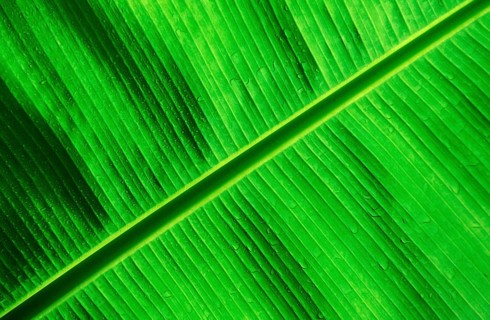 Founder Palm fronds, Papua New Guinea, New Britain, Kimbe Bay, Oceania