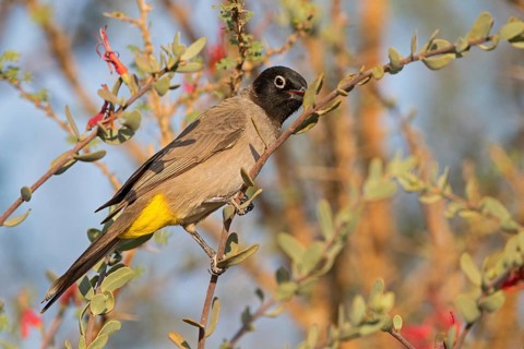 Yellow-breasted Bulbul, Songbird, True Bulbul, (Pycnonotus xanthopygos), Vallombrosa Bulbul,