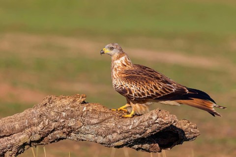 Red Kite, Red Kite, Montagu's Harrier, (Milvus milvus), King Harrier, bird of prey, perch, Hides De