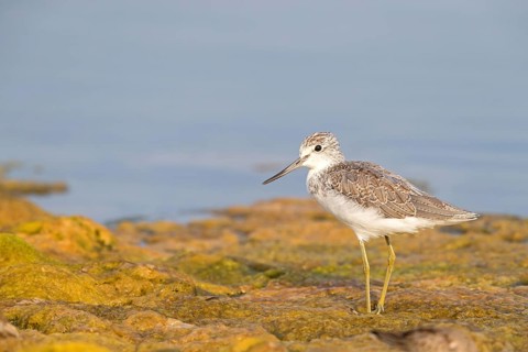 Greenshank, (Tringa nebularia) Wading bird, limesticks, foraging in mudflats, snipe family