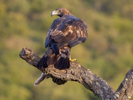 Golden Eagle, (Aquila chrysaetos), bird of prey, hawk family, perch, biotope, habitat, foraging, El