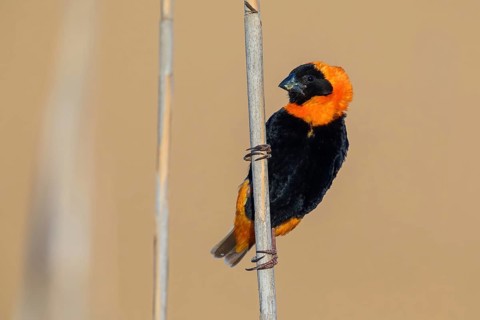 Oryx weaver, (Euplectes orix), Africa, South Africa, Weaver bird, Weaver birds, Roads from Malgas