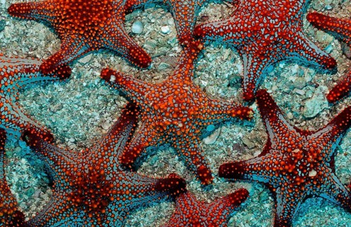 Red starfish, Asteroidea, Mexico, Lake Cortez, Lower California, La Paz, Central America