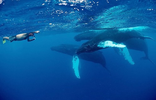 Humpback whale family and snorkellers, Megaptera novaeangliae, Silverbanks, Caribbean Sea,