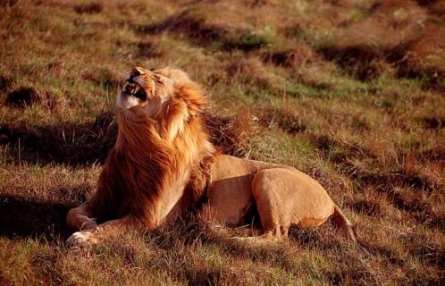 Yawning lion, lion, Panthera leo, South Africa, Kruger, National Park, Africa