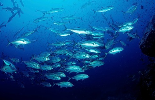 Bigeye trevally, Caranx sexfasciatus, Mexico, Lake Cortez, Lower California, La Paz, Central