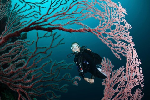 Diver and gorgonian, Melithaea sp., Cenderawasih Bay, West Papua, Indonesia, Asia