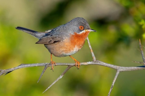 White-bearded warbler, (Sylvia cantillans), perch, biotope, bearded warbler, songbird, warbler