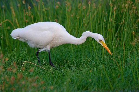 Asian Intermediate Egret, Intermediate Egret, Egretta intermedia, Mesophoyx intermedia, Aigrette