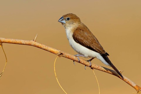 African silverbill, silver beak, silver pheasant, trusting bird, ornamental bird in Europe, family