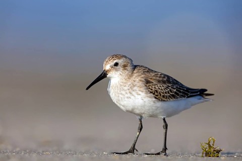 Dunlin, (Calidris alpina), snipe family, snipe, foraging, biotope, habitat, Barr Al Hikman,