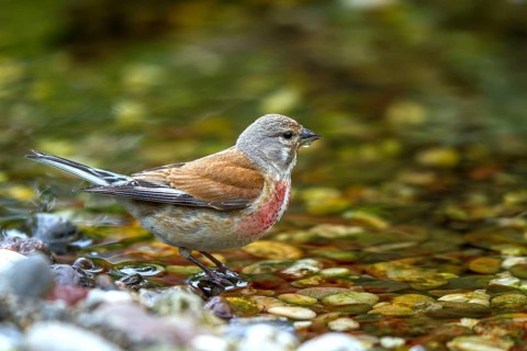 Bloodwing - male drinking (Carduelis cannabina)