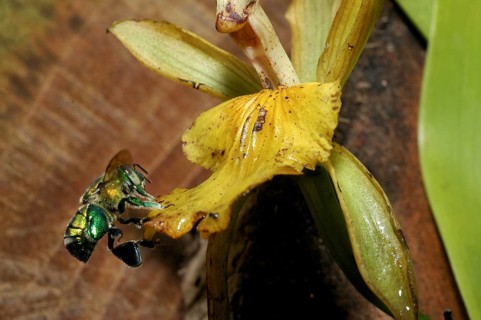 Magnificent bee approaching an orchid flower (Euglossa sp.)