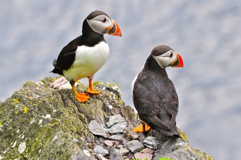 Puffin (Fratercula arctica)