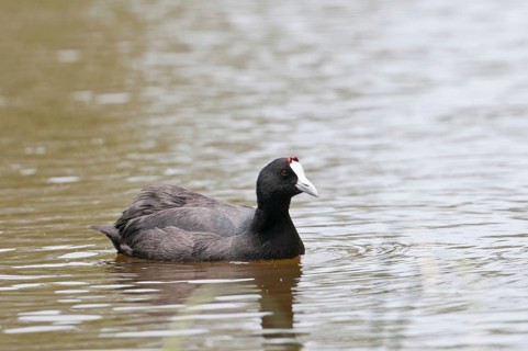Crested Eurasian Coot (Fulica cristata)