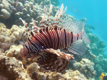 Common lionfish (Pterois miles)