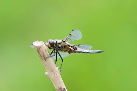Four-spotted dragonfly (Libellula quadrimaculata)