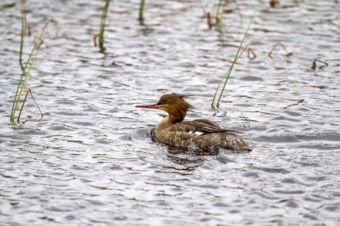 Red-breasted Merganser - female (Mergus serrator)