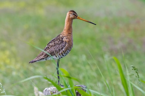 Black-tailed godwit on a fence post (Limosa limosa)