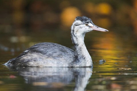 Great Crested Grebe (Podiceps cristatus)