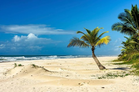 Sargi beach with its coconut trees on the sand on a sunny summer day in the city of Serra Grande on