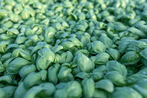 Fresh basil. Green basil. Green basil Food background. A lot of basil
