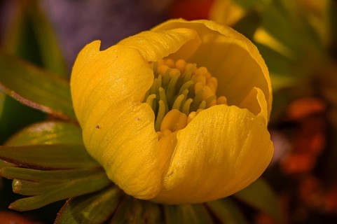 Close-up of a winter aconite (Eranthis hyemalis) with yellow flower, detailed petals and green