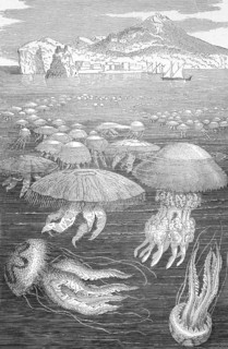 Medusa Jellyfish on engraving from 1890. Engraved by unknown artist and published in Meyers
