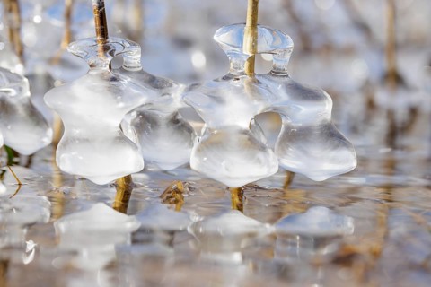 Lumps of ice wrap around branches in the water, detailed and shiny macro photograph, Sipplingen,