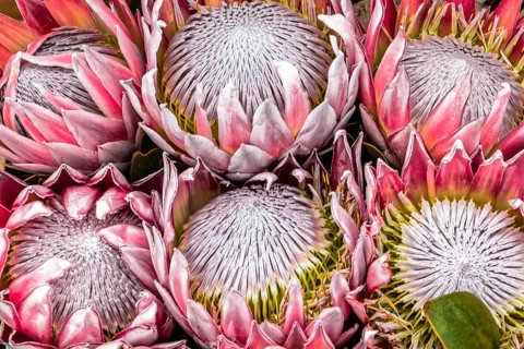 King Protea, Protea cynaroides, South Africa, Africa