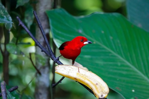 Brazilian tanager sitting on a banana against green leaf background, Folha Seca, Brazil, South