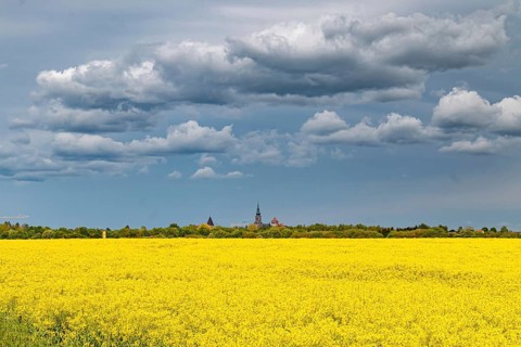 Greifswald in the rape blossom