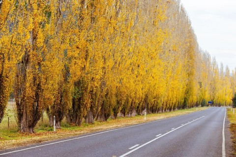The iconic Gould Memorial Drive in autumn colours on the Buxton-Marysville Rd near the country town