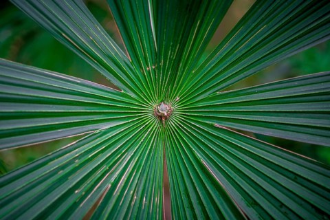 Vivid green palm tree leaves spreading out. Latin name: Cryosophila warscewiczii